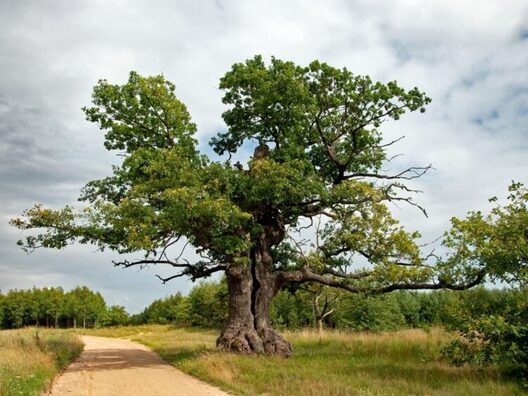 dub_750x563.jpg dub_750x563.jpg