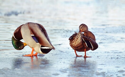 ducks_on_ice_800.jpg ducks_on_ice_800.jpg