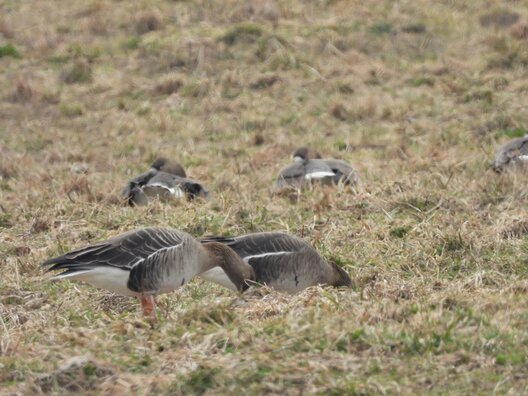 3/3 dzikija_husi_u_mahiljove.jpg
