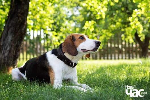 fb_img_1576530787423_logo.jpg fb_img_1576530787423_logo.jpg