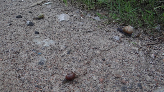 3/3 fota_6._1_logo.jpg