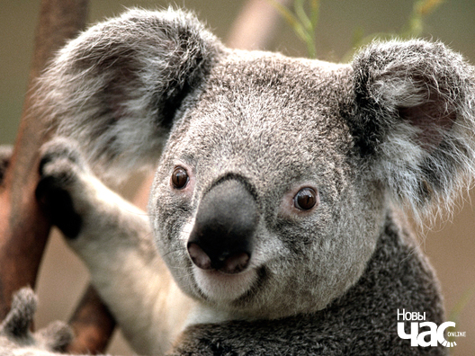 Текстовая подпись к изображению Текстовая подпись к изображению