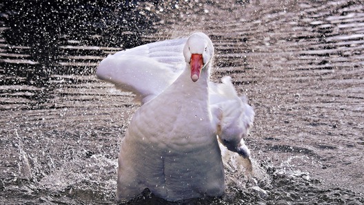 goose_4017941_1280.jpg goose_4017941_1280.jpg
