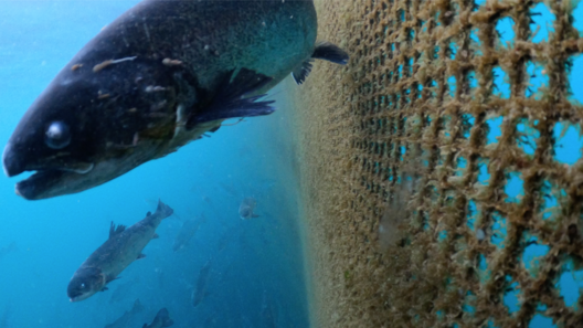 grieg_2.png grieg_2.png