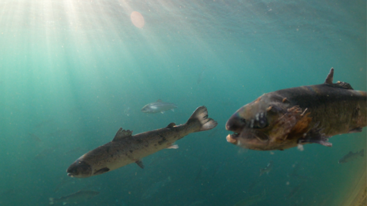 grieg_7.png grieg_7.png