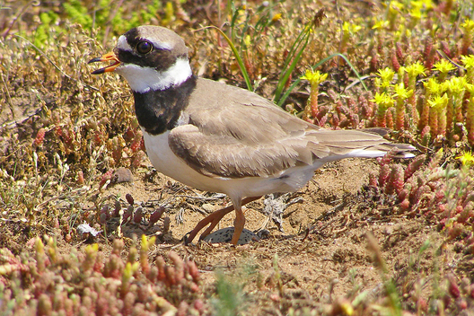 Вялікі зуёк. Фота Змітра Якубовіча Вялікі зуёк. Фота Змітра Якубовіча