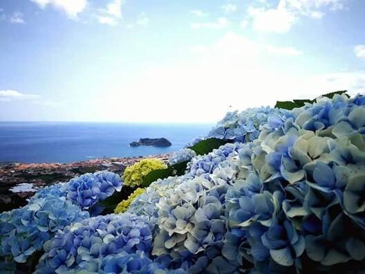 hortensias60.jpg hortensias60.jpg