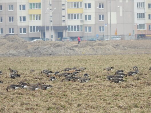 1/3 husinaja_czarada_u_mahiljove.jpg