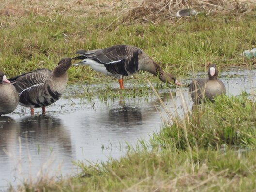 2/3 husinaja_czarada_u_mahiljove_3.jpg