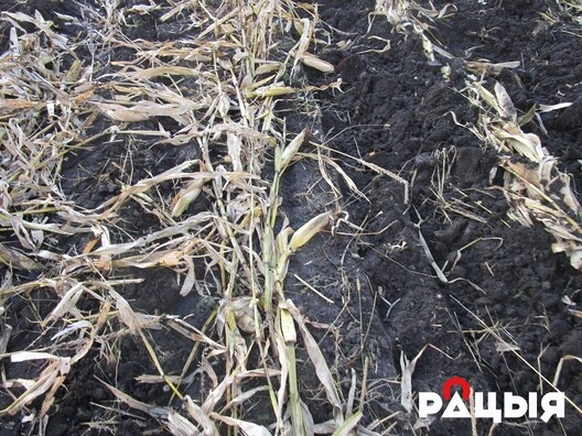 img_0647.jpg img_0647.jpg