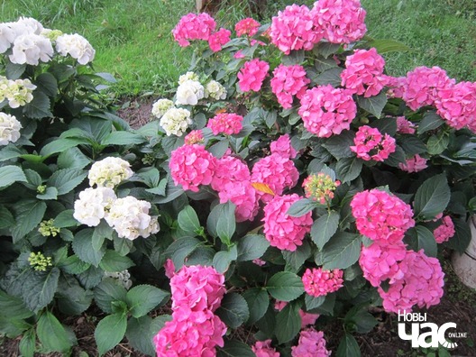 3/7 img_1735_logo.jpg