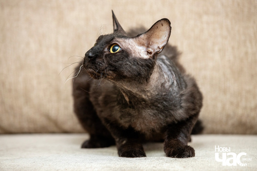 1/8 img_2001_logo.jpg