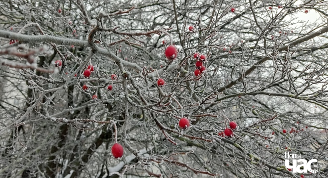 Унучка Коласа распавяда пра даследаванне літаратурнай спадчыны дзеда Унучка Коласа: Галасы тых, хто вечна будзе з намі