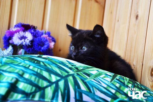 img_2c55f259cc01b63d6e37437685b55db4_v_logo.jpg img_2c55f259cc01b63d6e37437685b55db4_v_logo.jpg