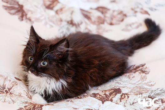 img_8822_1_logo.jpg img_8822_1_logo.jpg