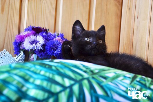 img_9a9406cd385fe14ff5dae70aa123dd19_v_logo.jpg img_9a9406cd385fe14ff5dae70aa123dd19_v_logo.jpg