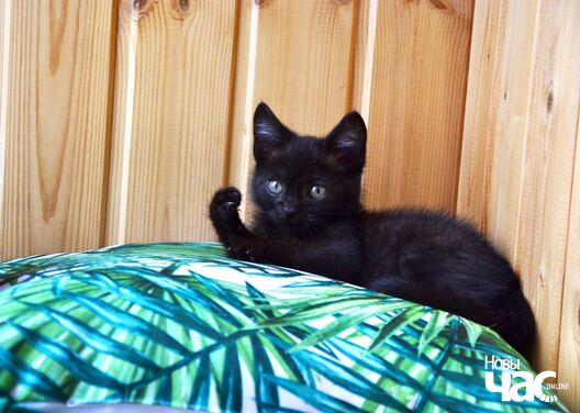 img_a44177363788d088d9d7e16d2e585d05_v_logo.jpg img_a44177363788d088d9d7e16d2e585d05_v_logo.jpg