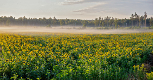У апошні тыдзень лета Беларусь чакае азіяцкая спякота. Але ратавацца ад яе можна не ўсюды