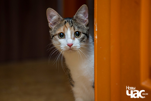 5/8 imgl2836_logo.jpg