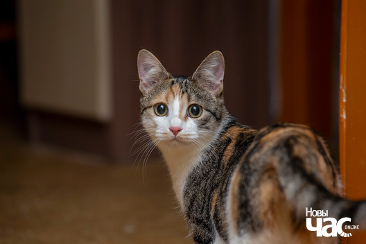 1/8 imgl2838_logo.jpg