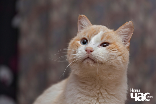 imgl4296_logo.jpg imgl4296_logo.jpg