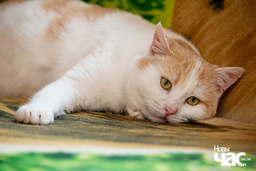 3/5 imgl5801_logo.jpg