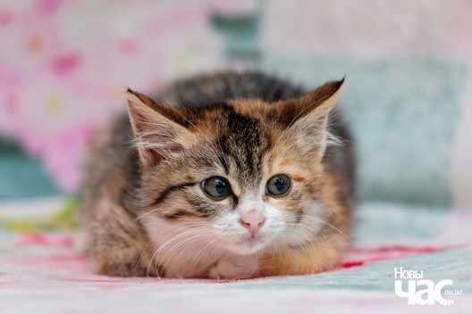 5/8 imgl6771_logo.jpg