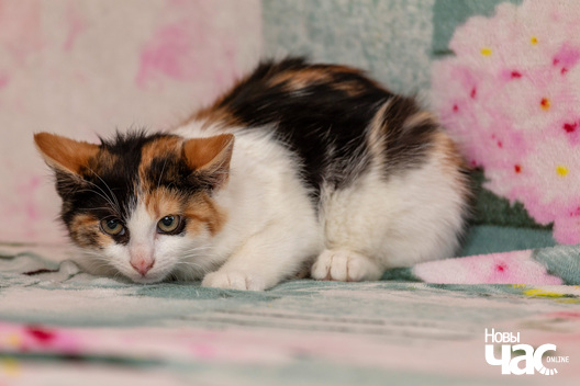 1/8 imgl6786_logo.jpg