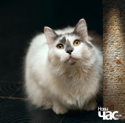 2/3 imgp5361_41_1_logo.jpg