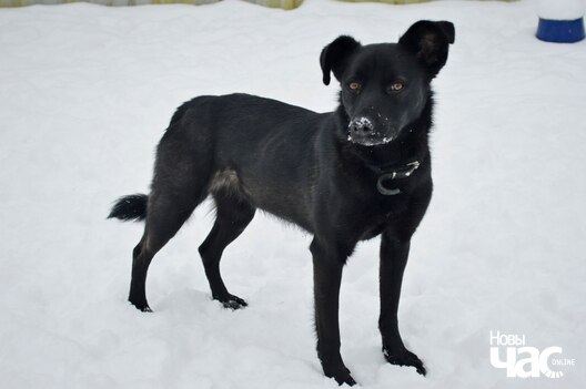 iphy82sfzoo_logo.jpg iphy82sfzoo_logo.jpg