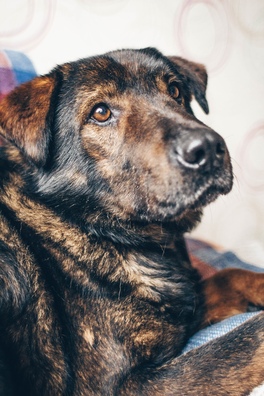 j_bgjbmcpzs_logo.jpg j_bgjbmcpzs_logo.jpg