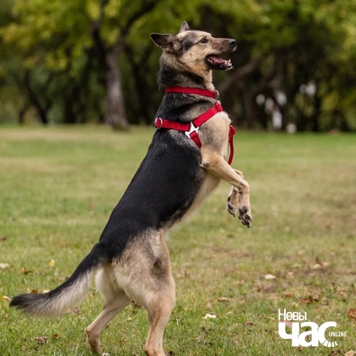 2/3 jmxgxbgk7xs_logo.jpg