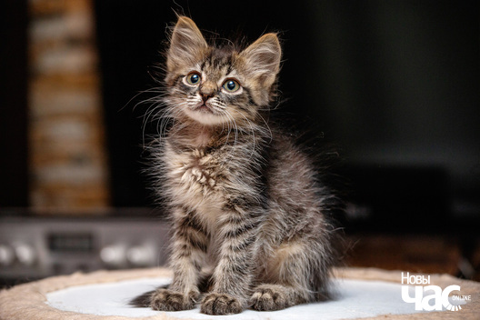 2/13 kacjanjaty_novy_czas__dzmitryj_dzmitryeu4_logo.jpg