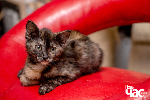 4/13 kacjanjaty_novy_czas__dzmitryj_dzmitryeu6_logo.jpg