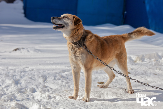 4/6 kadet_dzmitryj_dzmitryeu__novy_czas1_logo.jpg