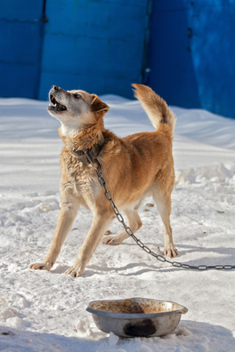 6/6 kadet_dzmitryj_dzmitryeu__novy_czas2_logo.jpg