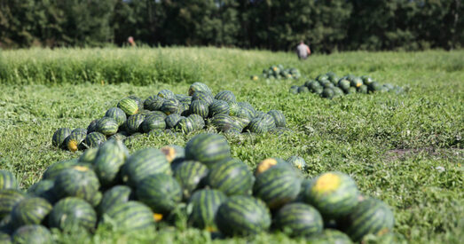 Ці стане Беларусь кавуновым краем?