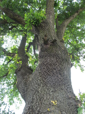 kobryn_dub_2_logo.jpg kobryn_dub_2_logo.jpg