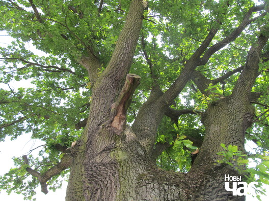 kobryn_dub_3_logo.jpg kobryn_dub_3_logo.jpg