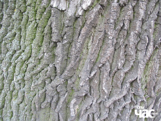 kobryn_dub_6_logo.jpg kobryn_dub_6_logo.jpg