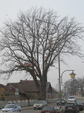 4/6 kobryn_vs_5_9_logo.jpg