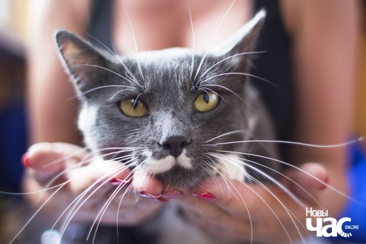 3/4 lphl5ilawsm_logo.jpg