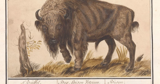 "Жывы выкапень" белавежскі зубр у творах мастакоў мінуўшчыны