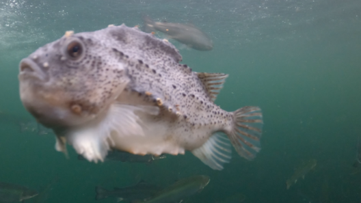 mowi_3.png mowi_3.png