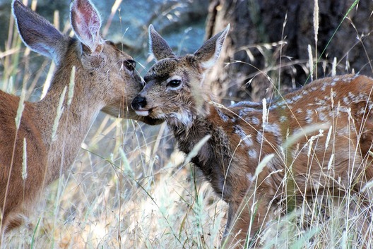 mule_deer_3579465_1280.jpg mule_deer_3579465_1280.jpg