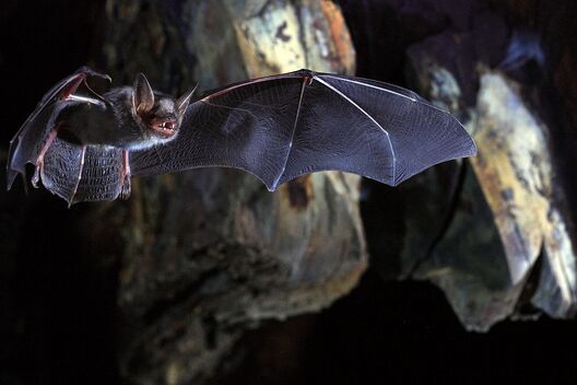 myotis_myotis.jpg myotis_myotis.jpg