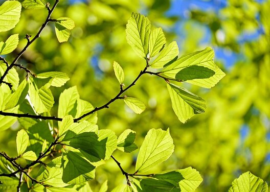 oak_3064187_1280.jpg oak_3064187_1280.jpg