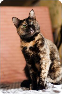 2/11 oko_7_of_21_logo.jpg