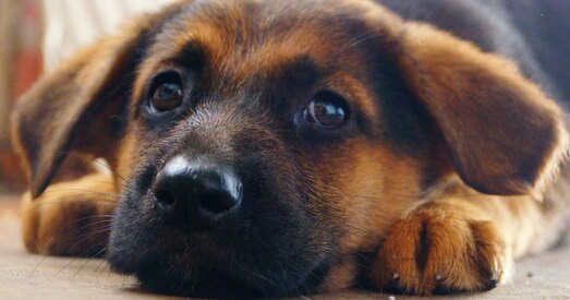 Падаткі на сабак у Мінску змяніліся