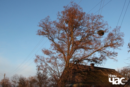 7/8 pahost_a._ljaszkevicz_10_logo.jpg